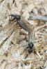 Bibio reticulatus